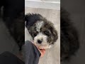 Mini Bernedoodle dogs for sale: Henry - Video 1