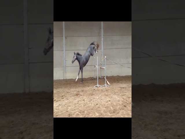 CORNET OBOLENSKY x CARDENTO 