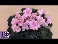 РМ-Весна, стандартная фиалка, селекционер Наталья Скорнякова /Обзор сортов фиалок /Школа Фиалки РМ-Весна, стандартная фиалка, селекционер Наталья Скорнякова /Обзор сортов фиалок /Школа Фиалки