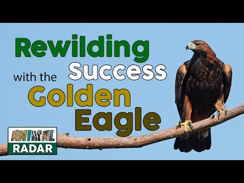 Rewilding Success with the Golden Eagle in Scotland