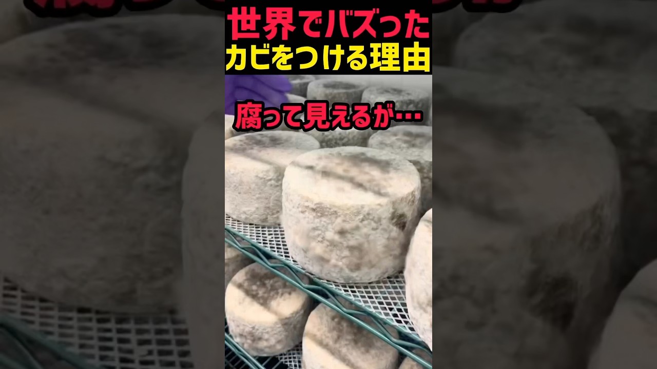 腐って見えるチーズ