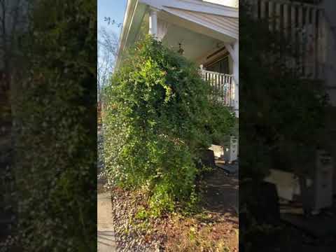 Pruning red trumpet vine