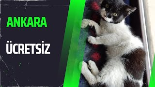 Ankara Ücretsiz YUVALANDI