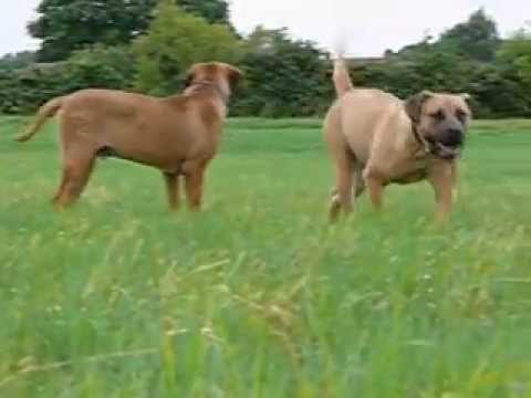 Wasylij Boerboel's Benek Jucha