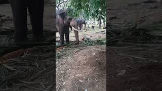 Download lagu 🥰🥰සෙංකඩගලින් කැළණි ආපු යෝදයො දෙන්නෙක් #elephant #dalada #esala_perahera #animals #nedungam mp3 Download lagu 🥰🥰සෙංකඩගලින් කැළණි ආපු යෝදයො දෙන්නෙක් #elephant #dalada #esala_perahera #animals #nedungam mp3