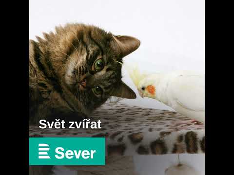 Pozitivní motivace při výcviku psů