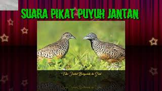 Download lagu SUARA PUYUH JANTAN mp3