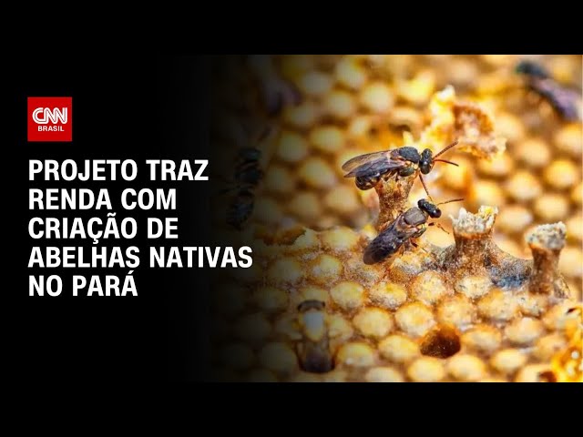 Projeto traz renda com criação de abelhas nativas no Pará | CNN SUSTENTABILIDADE