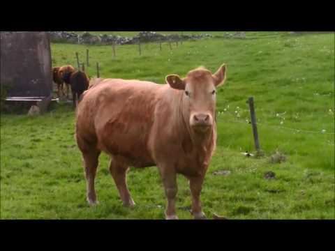 My Lovely Rose of Clare - Foster and Allen