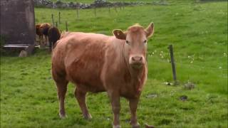 My Lovely Rose of Clare - Foster and Allen