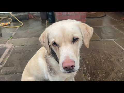 Olive and Mabel - Alternative Olympics