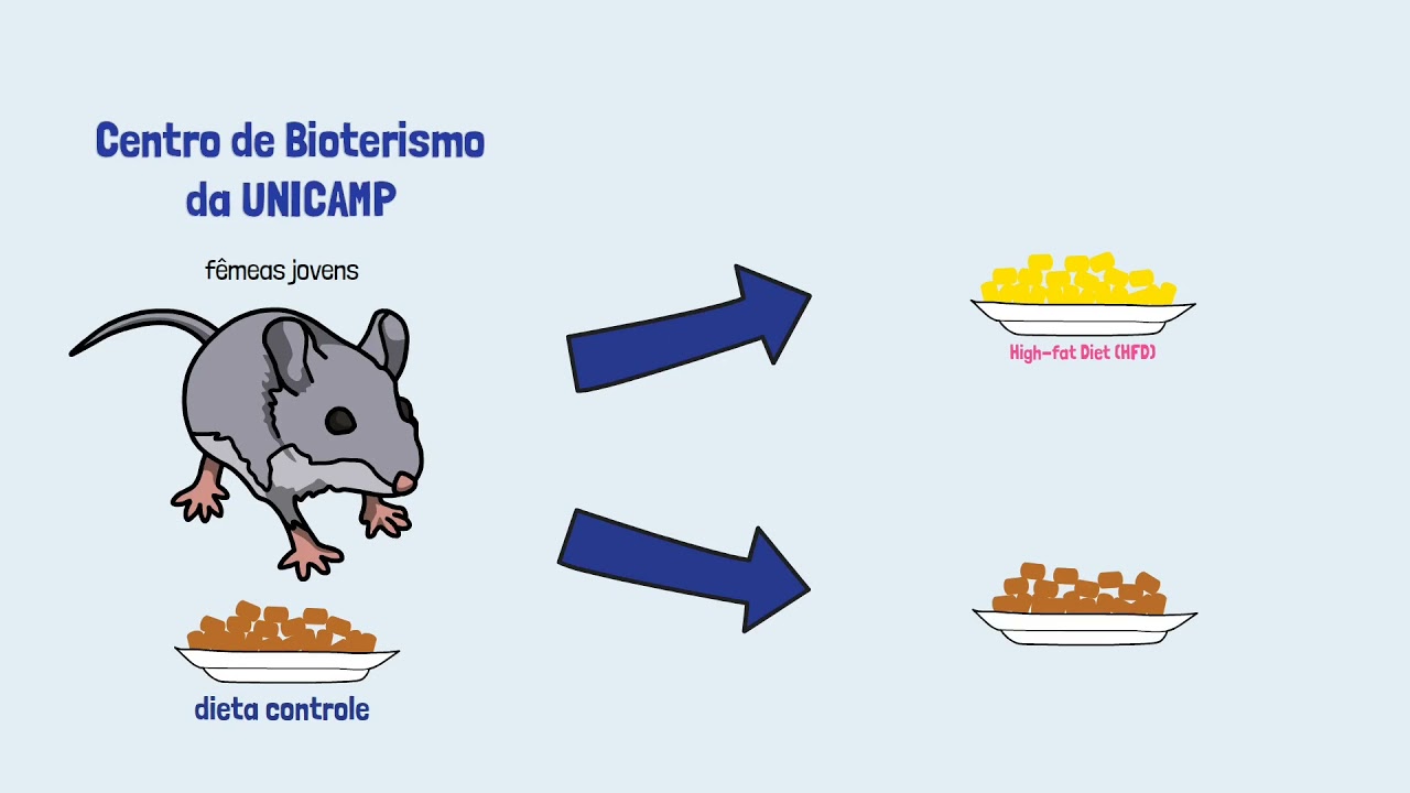 Série Labdime. Ep. 04 - Modelo Animal de Programação Metabólica