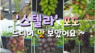 스텔라 포도, 2년을 기다렸어요~