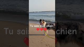 tu sais mon chien ❤️❤️❤️