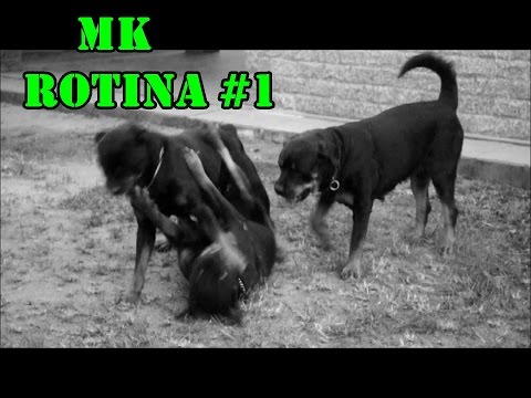 Nossa Rotina / Porradinha