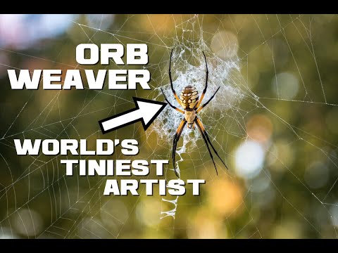 10 Orb Weaver Facts - World's Tiniest Artist - Animal a Day O Week