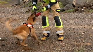 Marea, la perra de Emerlan encargada de localizar restos humanos