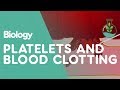 Platelets & Blood Clotting | Biology | FuseSchool