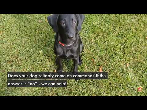 Dog Training In Your Home Myrtle Beach video.