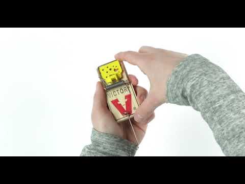 How to Set the Victor® Plastic Pedal Mouse Trap
