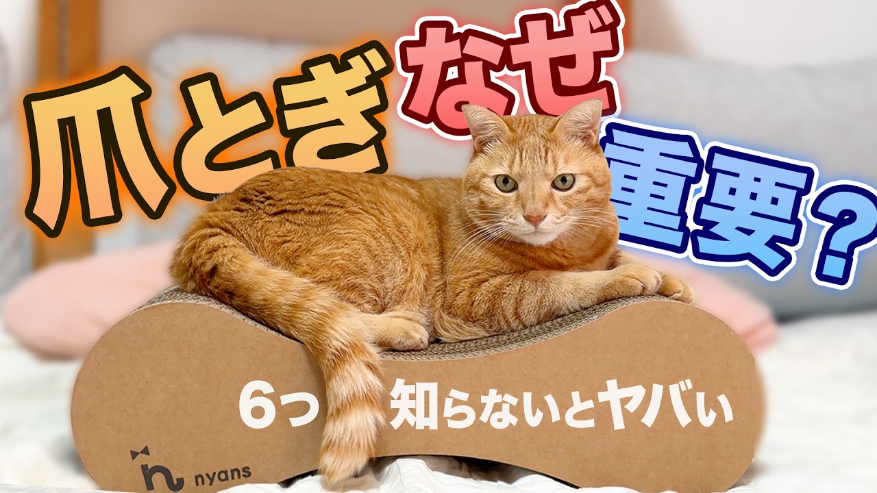 猫の「爪とぎ」は研ぐだけではない！