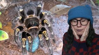This Makes No Sense.. RIP Pikachu - Tarantula "Autopsy" Results