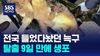 전국 들었다놨던 늑구, 탈출 9일 만에 생포 / SBS