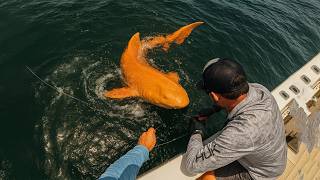 The Rarest Colors Variations Ever Recorded in Wildlife