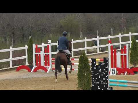 Trakehner stallion Eye of the storm by Prince Patmos x Preussemprinz-01.04.2018