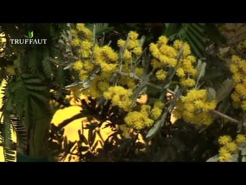 , title : 'Le mimosa : les bonnes conditions de culture  -  Truffaut'