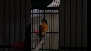 Download lagu Pancingan Burung Tledekan Gunung supaya Fighter dan muntah isian mp3