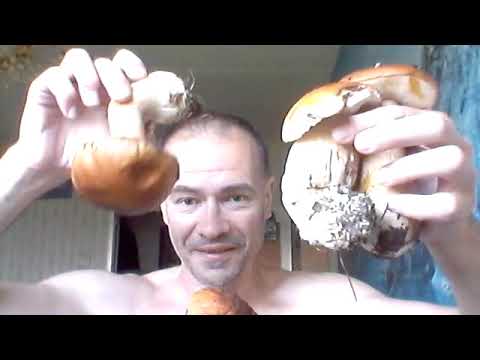 Много грибов