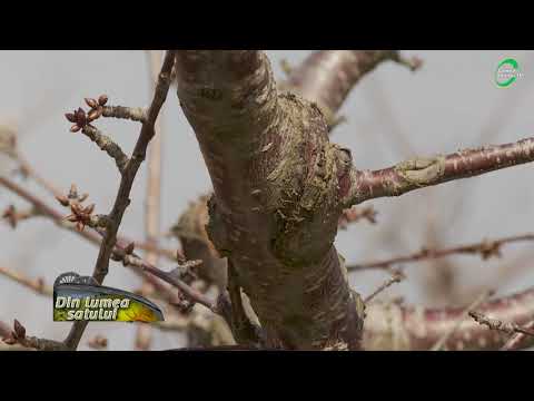 Emisiunea "Din lumea satului" - 11 aprilie 2021