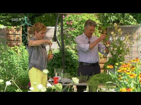 Dr. Markus Strauß beim SWR Fernsehen 5.7.2017 Mädesüß, Bachbunge, Wiesen-Labkraut