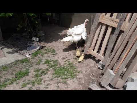 Bobocii de rață mută și puii de gaină