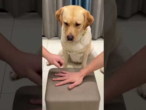 Tối ngày bị ăn hiep Hoài #doglover #hashtag #trend