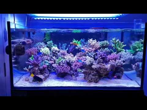 Reef tank 2017