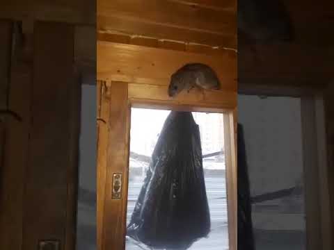 чанги Кулоби бо Муш 
Дуздро капидан?