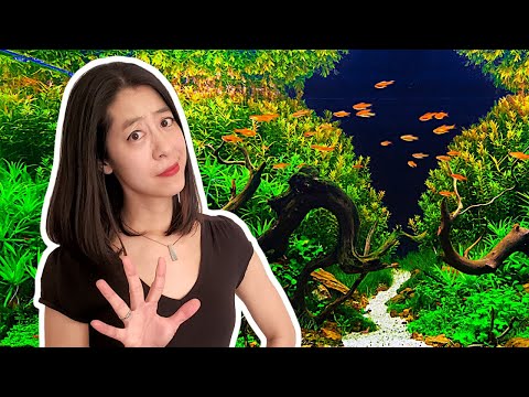 5 Things I Wish I Knew About Aquascaping