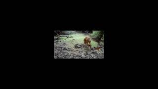 Maremma, prede e predatori... quasi amici