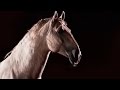 EL Condor Pasa By Leo Rojas Beautiful HORSE
