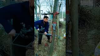 Download lagu Ide cerdas meluruskan tanaman yang bengkok menggunakan alat sederhana #shorts mp3