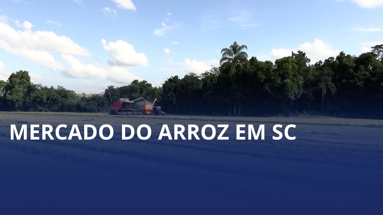 Mercado do arroz em SC segue com forte pressão baixista sobre preços ao produtor