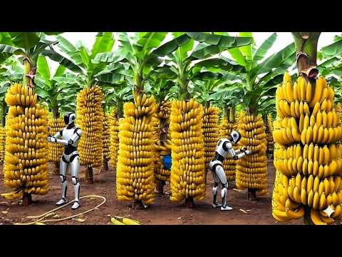 Transporting Tons of Bananas This Way - Grows and Harvest Agricultural Bananas (Full Process)