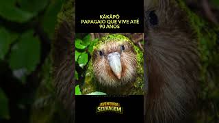Kākāpō -  O  Papagaio Que Vive Até 90 Anos   #Kakapo, #AnimaisRaros, #EmExtincao, #VidaSelvagem