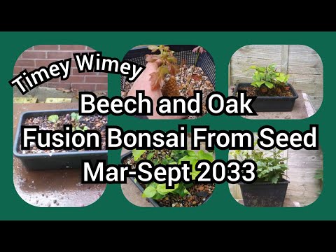Beech And Oak Fusion Bonsai Projects From Seed Mar Sept 2023