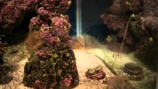 weird worm like creature in my reef