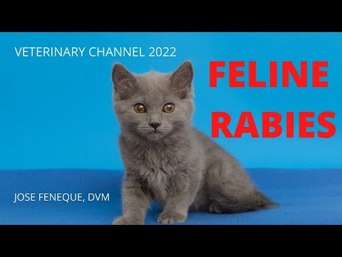 The Clinical Symptoms And Diagnosis Of Feline Rabies.