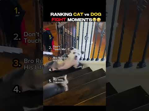 Classement des moments les plus drôles de combat entre un chat et un chien qui m'ont fait rire aux éclats !
