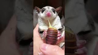 [問卦] 蠶蛹的味道是甜的嗎？